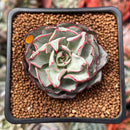 Echeveria 'Strictiflora' 2" Succulent Plant