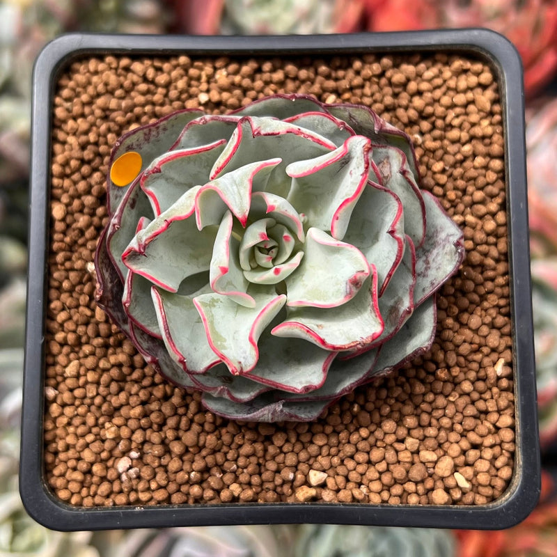 Echeveria 'Strictiflora' 2