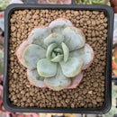 Echeveria 'Soulmint' 1"-2" Powdery Succulent Plant