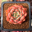 Echeveria 'Scarletta' 1" Succulent Plant