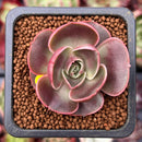 Echeveria 'Red Tan' 1" Succulent Plant