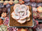 Echeveria 'Cream Tea' 2" Powdery Succulent Plant