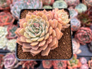 Echeveria 'Margaret' 3" Cluster Succulent Plant