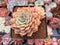 Echeveria 'Margaret' 3" Cluster Succulent Plant