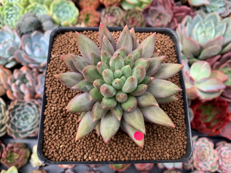 finger succulents Pachyphytum 'Angels Finger' 2" Succulent Plant – True Succulents Plant Co