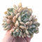 Graptoveria ‘A Grimm One’ Cluster 4” Rare Succulent Plant