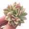 Echeveria Mebina Variegated 3” Rare Succulent Plant