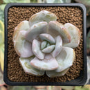 Echeveria 'Cream Tea' 2" Powdery Succulent Plant