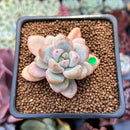 Echeveria 'Demiang' 1" Air Magic Hybrid Succulent Plant
