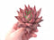 Echeveria Agavoides Sirius Extra Large Specimen 4” Rare Succulent Plant