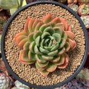 Echeveria Agavoides 'Apple Lips' 4" Succulent Plant