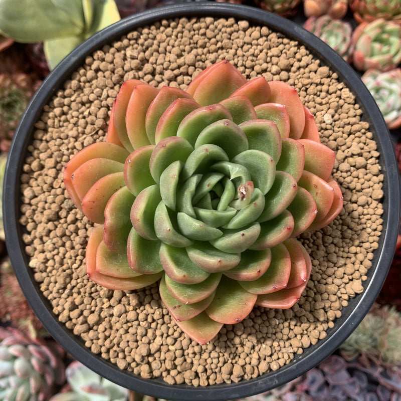 succulent lips plant Echeveria Agavoides 'Apple Lips' 4" Succulent Plant