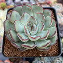 Echeveria 'Mexican Pulidonis' 4" Succulent Plant