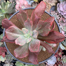 Echeveria 'Diamond State' Variegated 6-7" Large Cluster Succulent Plant