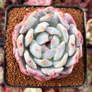 Echeveria 'Orange Monroe' 3" Powdery Succulent Plant