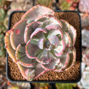 Echeveria 'Beyonce' Variegated 2" Succulent Plant