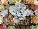 Echeveria 'Laui' 2" Powdery Succulent Plant