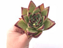 Echeveria Agavoides Ebony Hybrid 4” Rare Succulent Plant