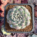 Echeveria 'Hearts Choice' 2" Succulent Plant