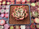 Echeveria Agavoides 'Padma' 2" Succulent Plant
