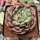 Echeveria 'Kingdom Plum' 3" Succulent Plant