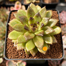 Echeveria 'Black Rose' Hybrid 2" Succulent Plant