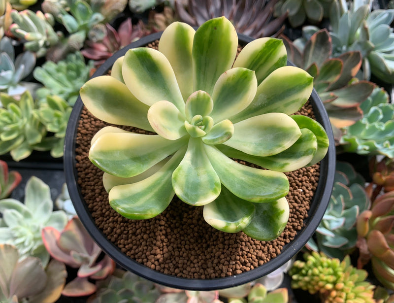 cvs succulents Pachyveria cv. 'Worthy one' Variegated 4" Succulent Plant