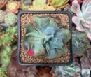 Echeveria 'Blue Spur' 2" Succulent Plant