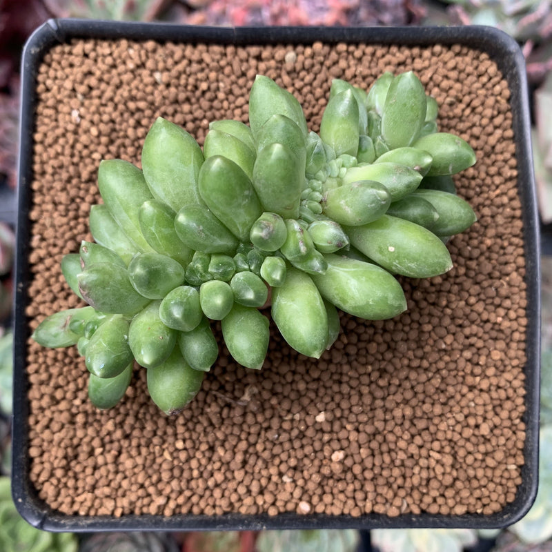 Pachyphytum 'Compactum' Crested 3" Succulent Plant