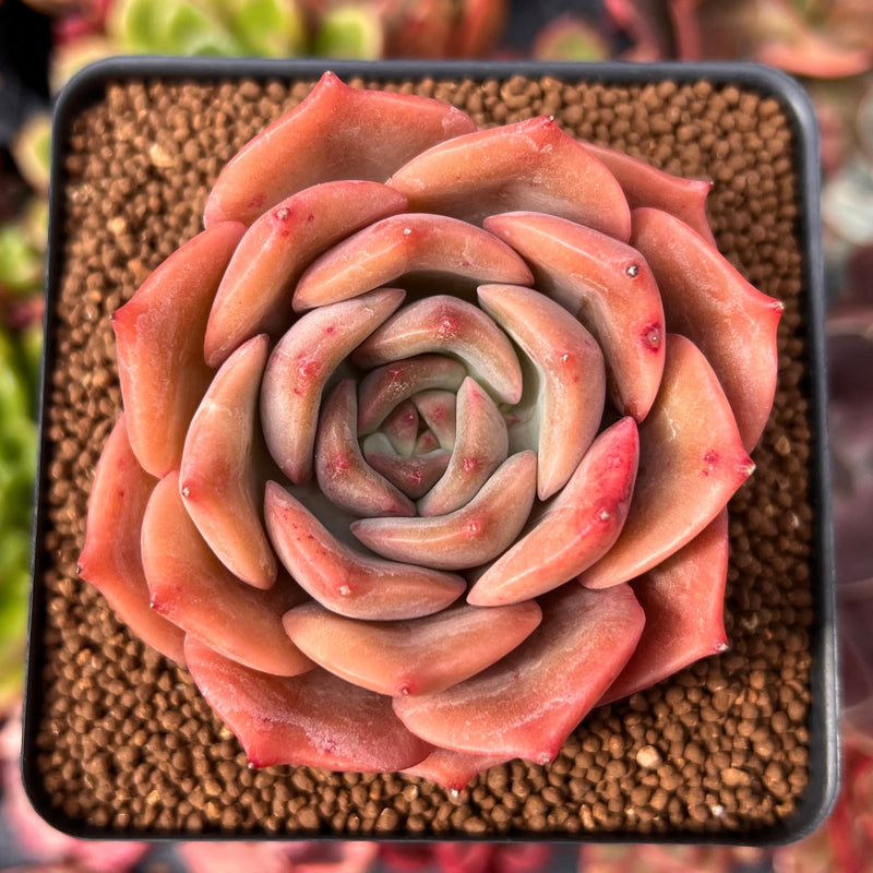 angelina succulent plant Echeveria 'Angelina' 2"-3" Succulent Plant – True Succulents Plant Co