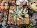 Cotyledon 'Orbiculata' Variegated 3" Succulent Plant