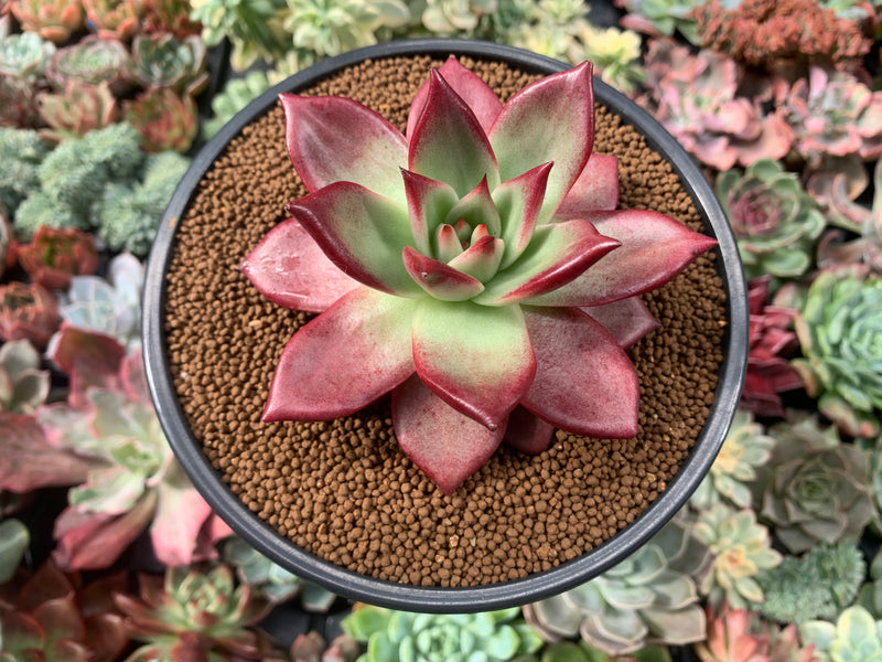 beach succulent plants Echeveria Agavoides 'Red Beach' 3”-4