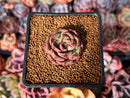 Echeveria 'Fresca' 1" Succulent Plant