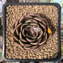 Echeveria Agavoides 'Rudolph' 2" Succulent Plant