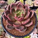 Echeveria 'Baekya' 3" Succulent Plant