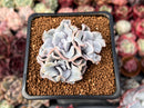 Echeveria 'Crispate Beauty' 2" Triple Headed Cluster Succulent Plant