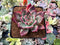 Echeveria 'Ratam' 3" Specimen Succulent Plant