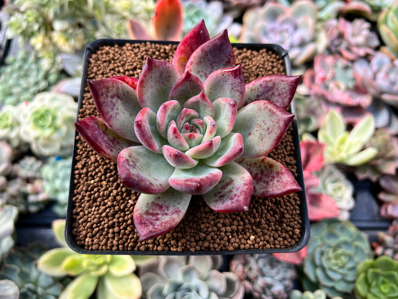 specimen succulents Echeveria 'Ratam' 3" Specimen Succulent Plant