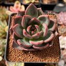 Echeveria 'Shallot' 2"-3" Succulent Plant