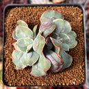 Echeveria 'Blue Spur' 2"-3" Succulent Plant