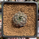 Echeveria 'Scorpio' 1" Succulent Plant