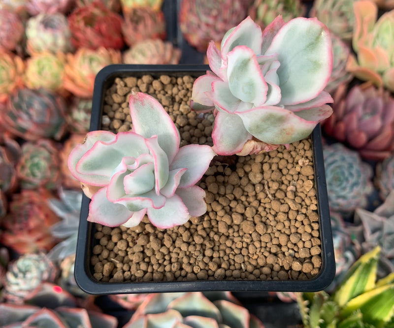succulents berkeley Echeveria 'Berkeley Light' Variegated 2"-3" Cluster Succulent Plant – True Succulents Plant Co