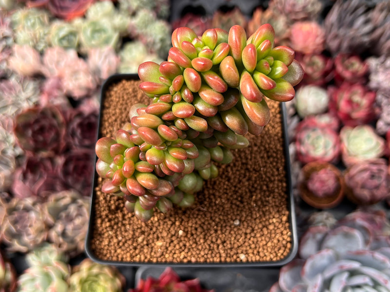 orange sedum succulent Sedum 'Lucidum Obesum' Crested 3