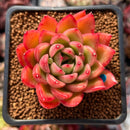 Echeveria Agavoides 'Happy' 2" Succulent Plant