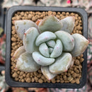 Echeveria 'Ivory' 1" Powdery Succulent Plant