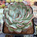 Echeveria 'Mexican Pulidonis' 4" Succulent Plant