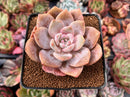 Echeveria 'La Bamba' 3" Succulent Plant