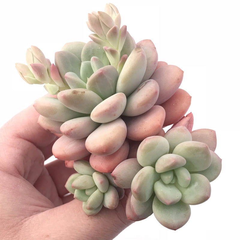 rare succulent plants Echeveria Japanese Rusby Cluster 4” Rare Succulent Plant – True Succulents Plant Co