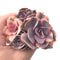 Echeveria ‘Rainbow’ Variegated Cluster 4” Rare Succulent Plant