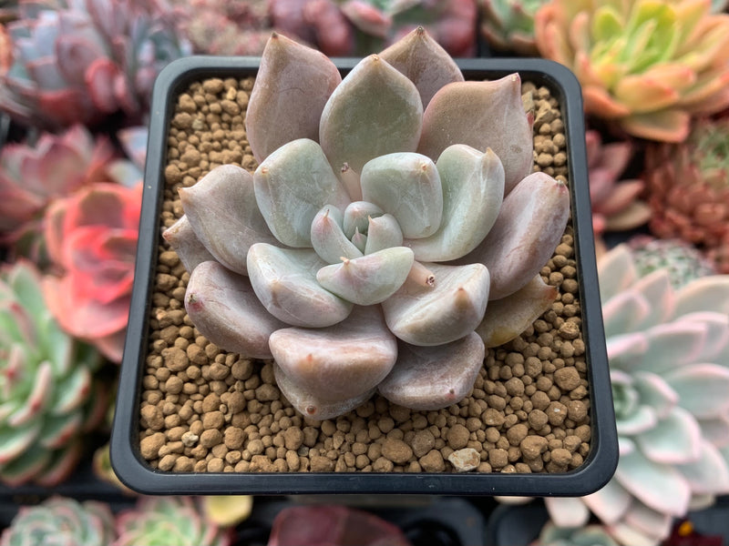 echeveria underwatered succulent Echeveria 'Jinjuhee' 2" Powdery Succulent Plant – True Succulents Plant Co